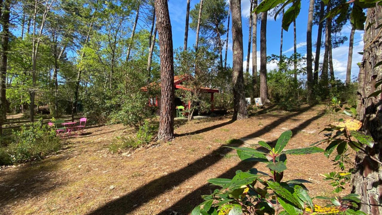 Le Petit Poulailler Au Beau Milieu Des Pins Βίλα Lacanau Εξωτερικό φωτογραφία