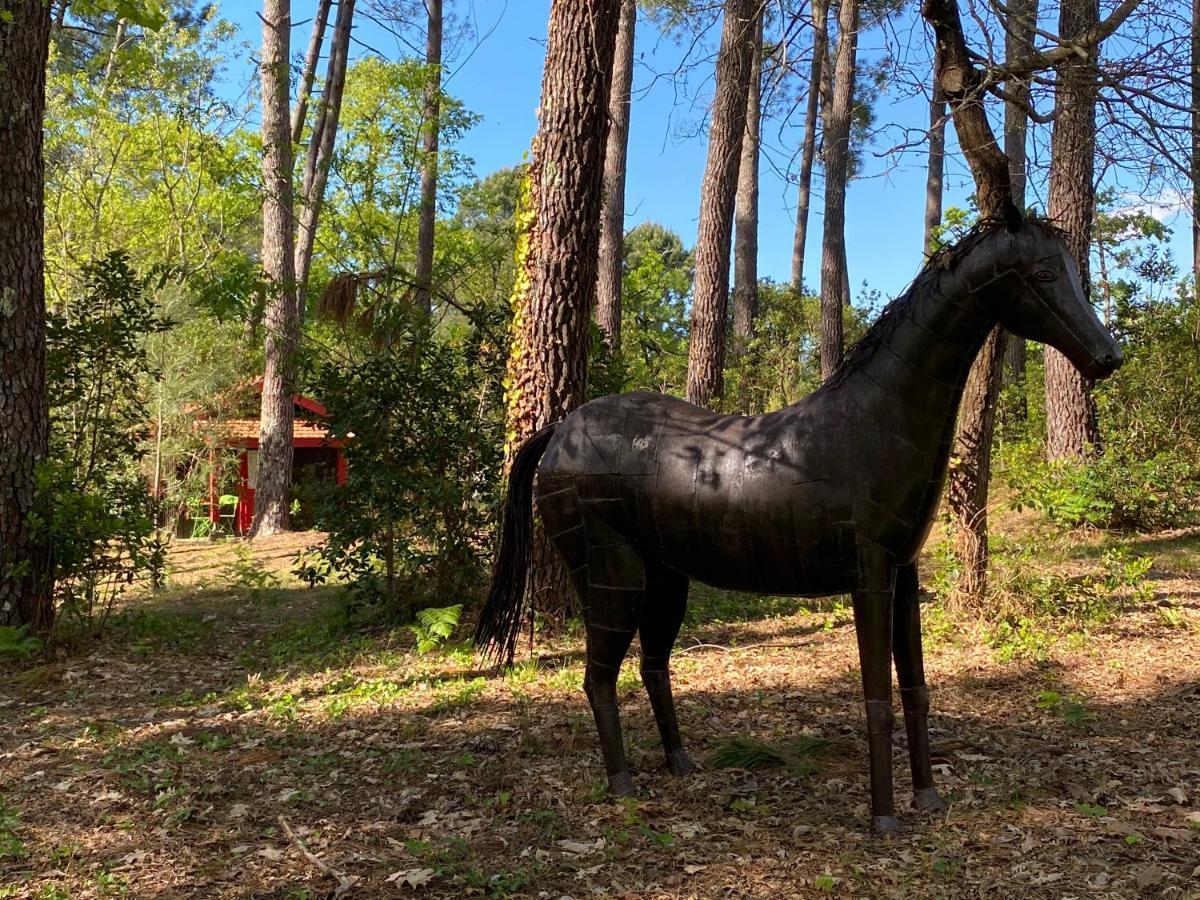 Le Petit Poulailler Au Beau Milieu Des Pins Βίλα Lacanau Εξωτερικό φωτογραφία